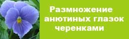 cherenkovanie-anyutinykh-glazok-4850985