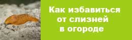 kak-izbavitsya-ot-slizney-v-ogorode-1703711