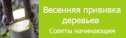 vesennyaya-privivka-derevev-8113280
