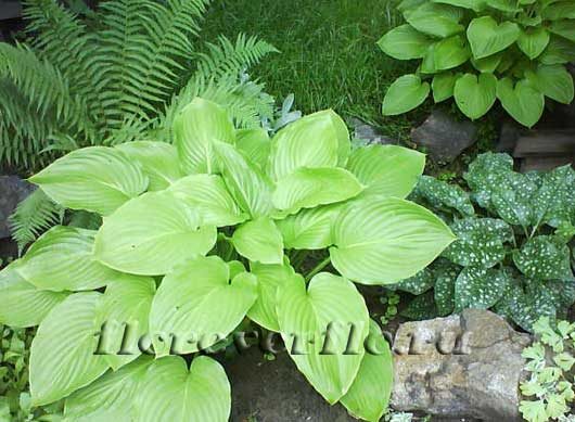 hosta-1829293