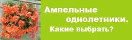 ampelnye-odnoletniki-3084357