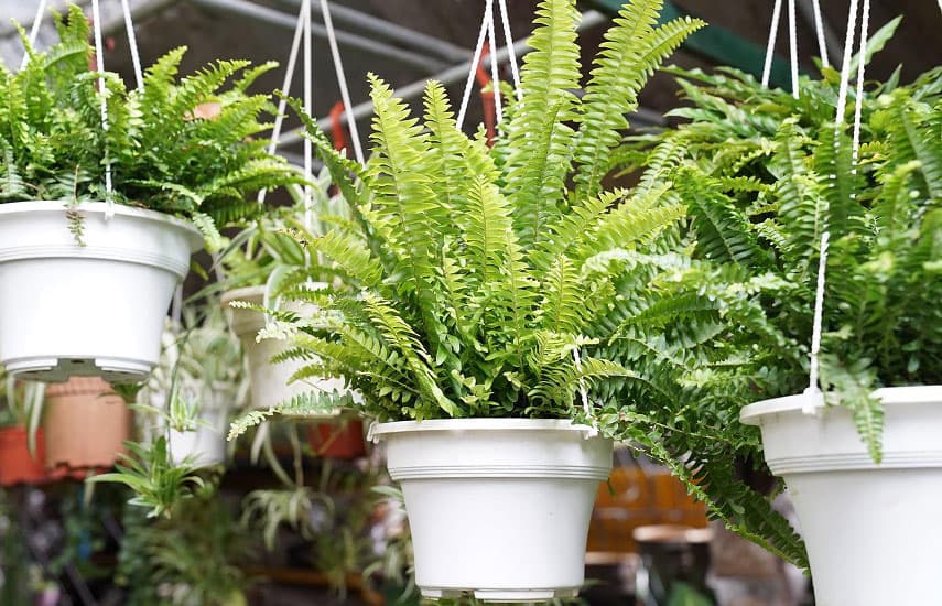 Городские джунгли – зелень в интерьерах. топ-30 комнатных растений для дома